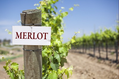 Merlot wird besonders viel im Weinbaugebiet Bordeaux angebaut, Fronsac ist eine bekannte Appellation.